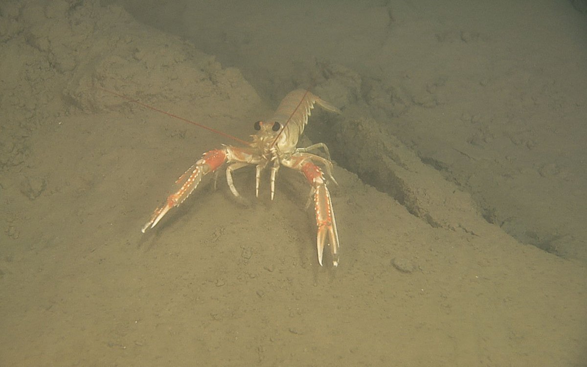 Photo of a Norway lobster on the sea floor.