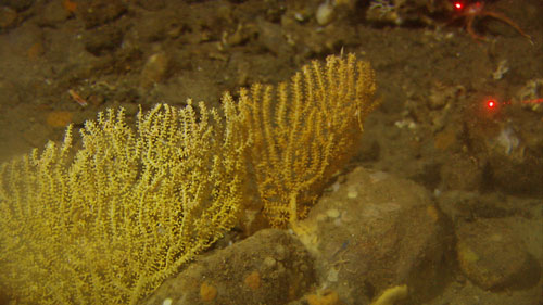 Sea fan coral