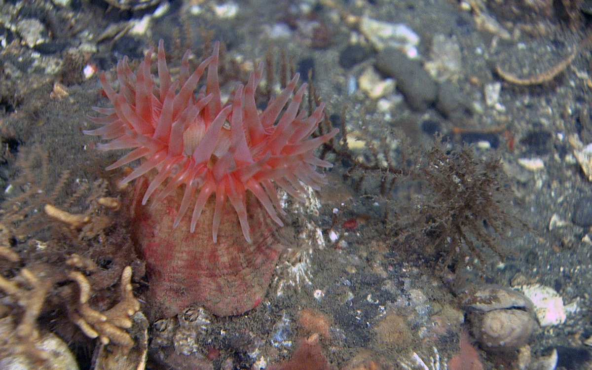 En anemone på havbunnen