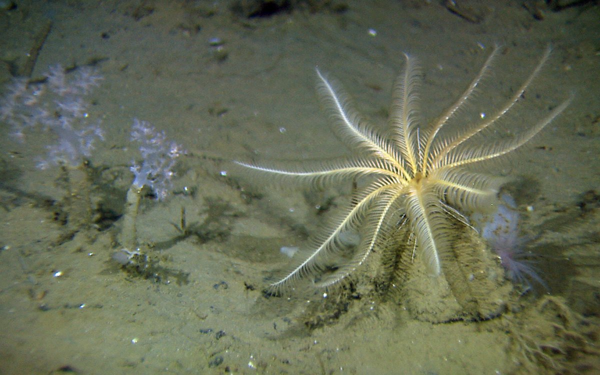 Crinoide R229