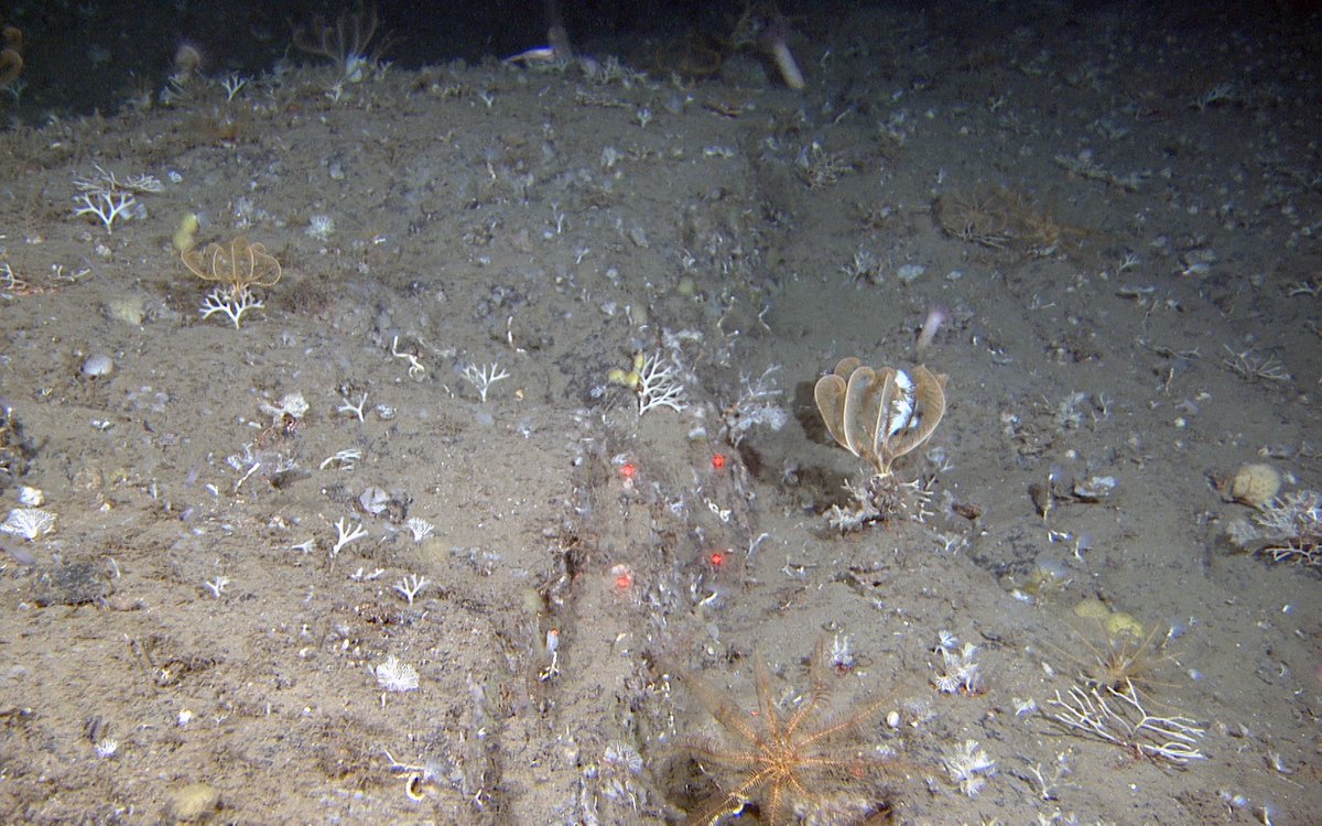 foto av ulike organismer på havbunn