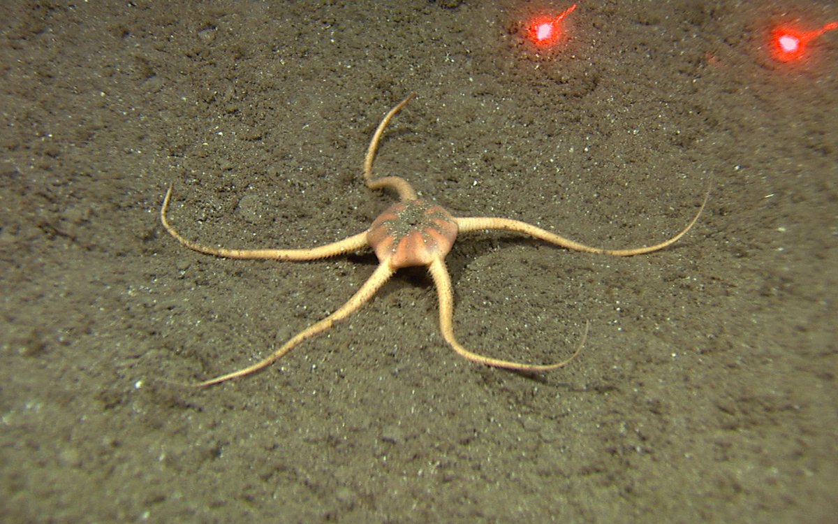 Deep sea brittlestar R209VL230