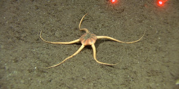 Deep sea brittlestar R209VL230