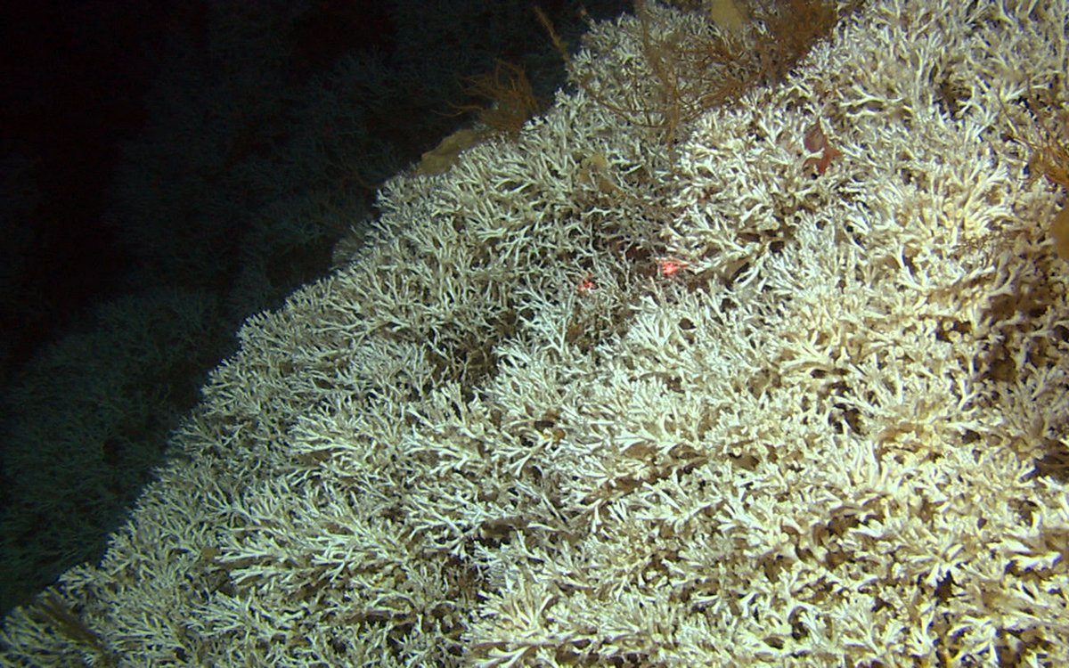 Levende hvit Lophelia