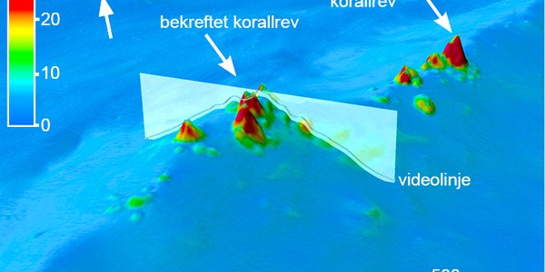 MareanoBK Koralltetthet HI korall v2 (4)