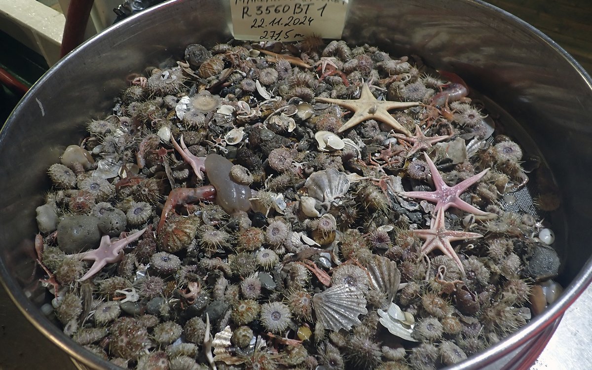 Fauna undersøkes