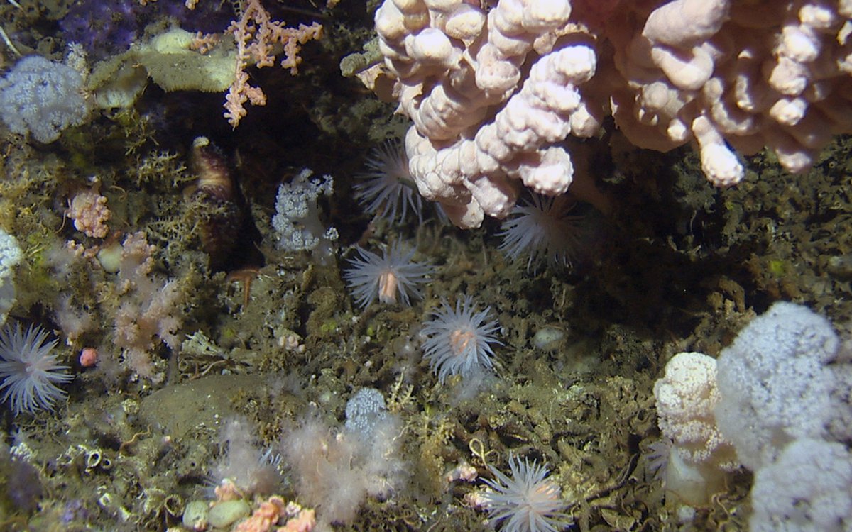 Oktokoraller og anemoner p