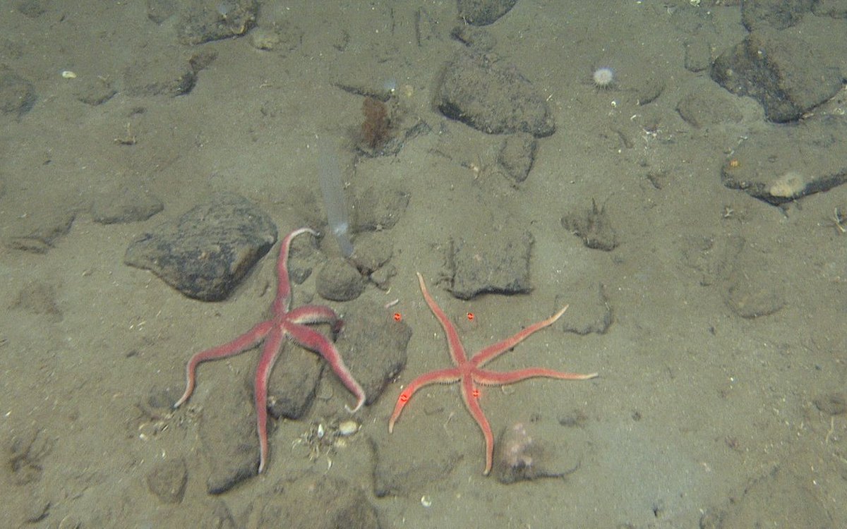 foto av sjøstjerner på havbunn
