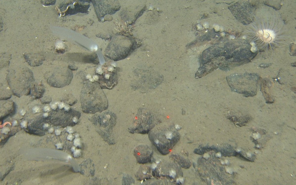 foto av sekkedyr på havbunn