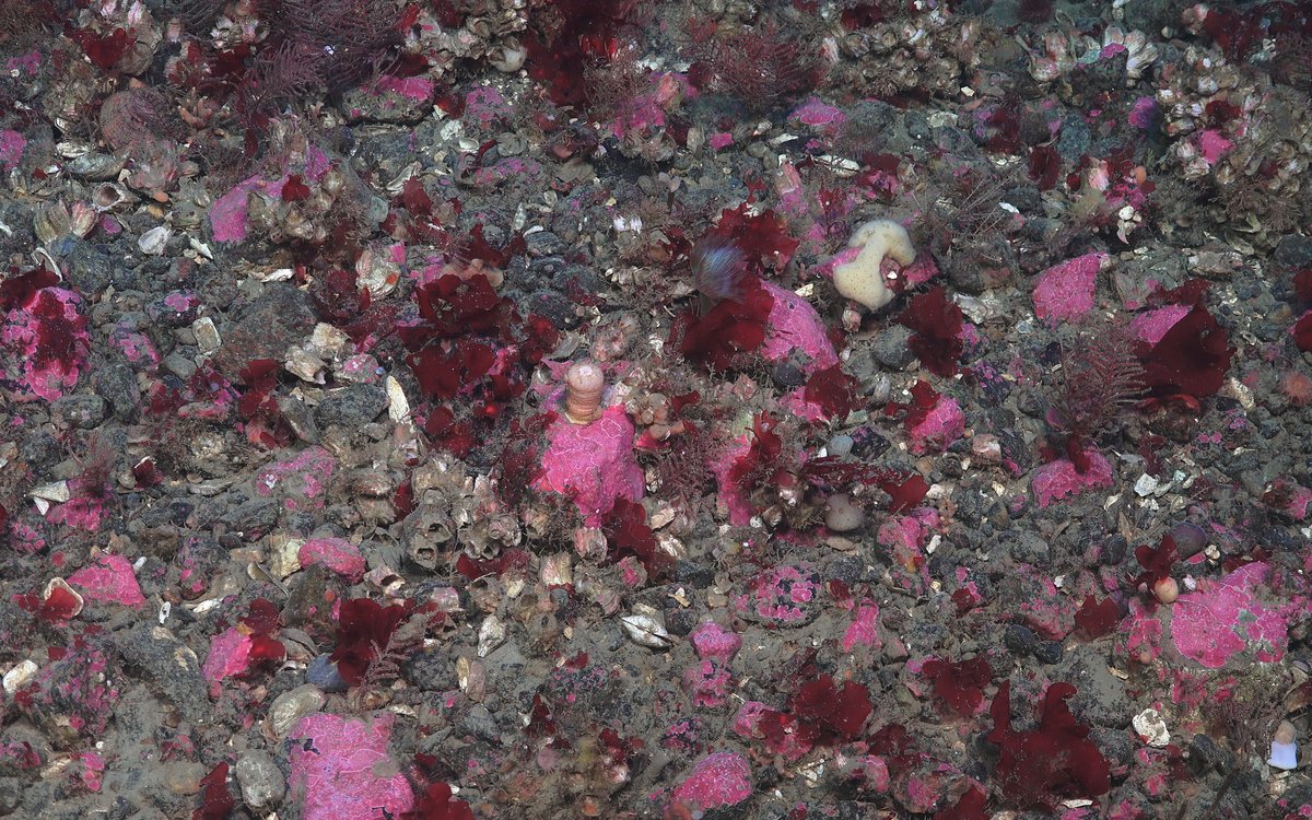 Mye rødt og rosa farger havbunnen