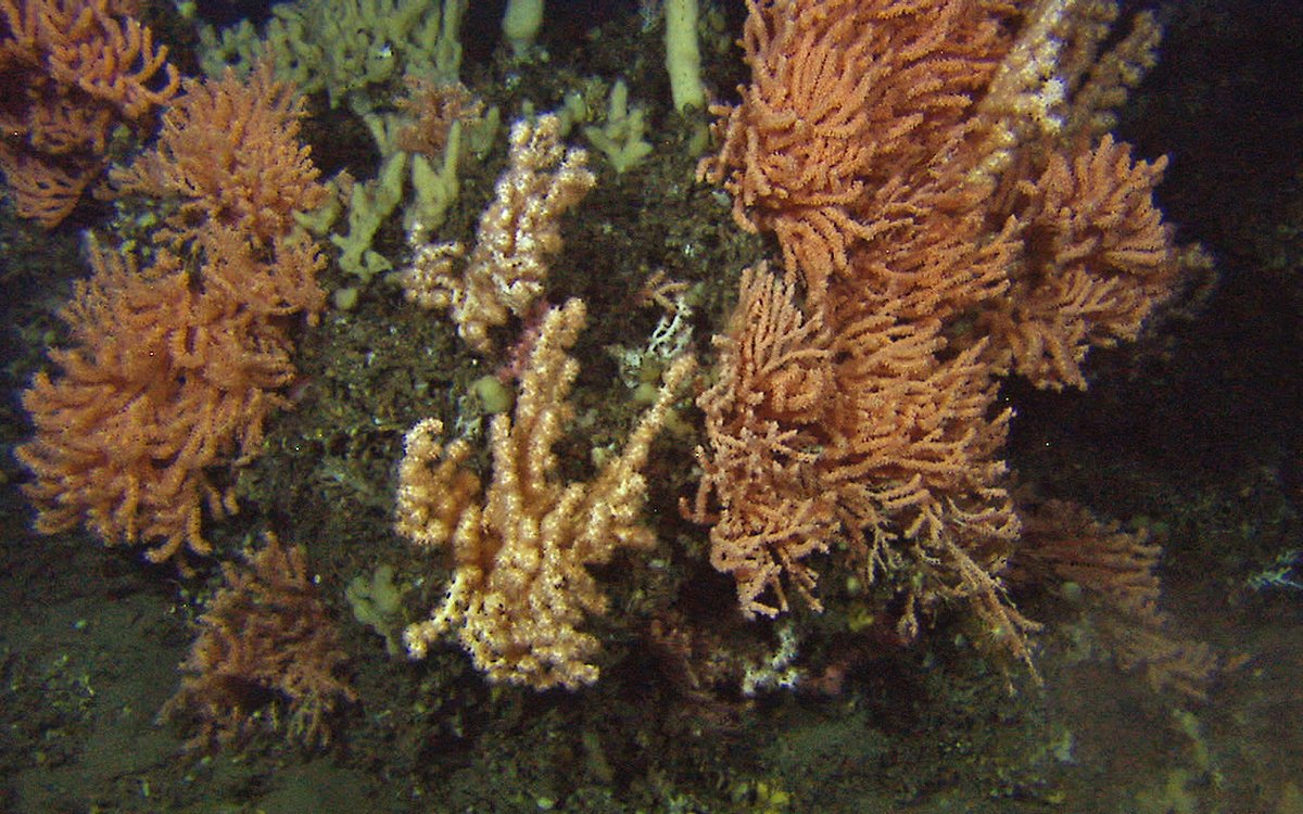 Kaldtvannskoraller
