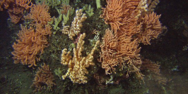 Kaldtvannskoraller