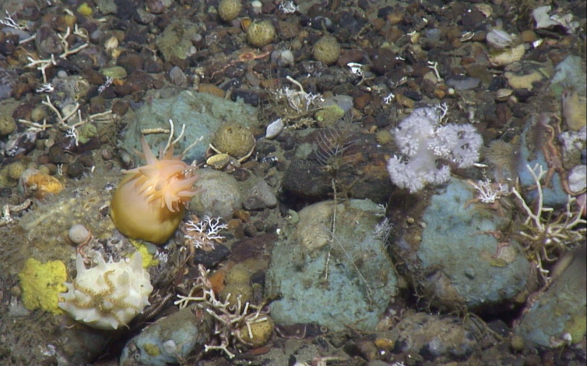 Bilde av ulike små arter på havbunnen.