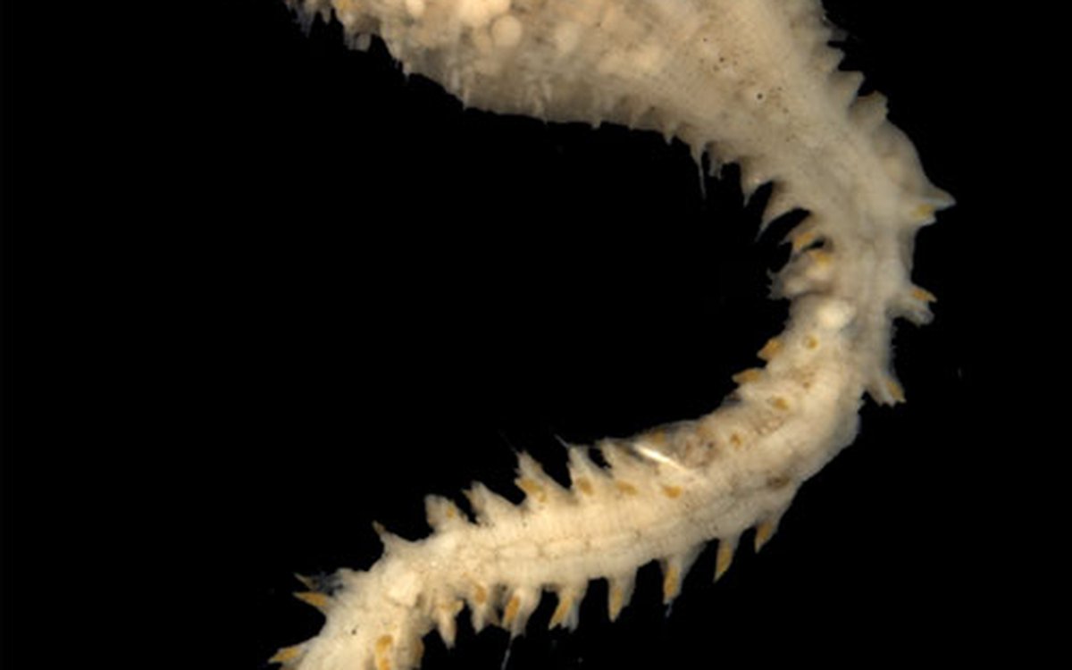 Scalibregma hanseni