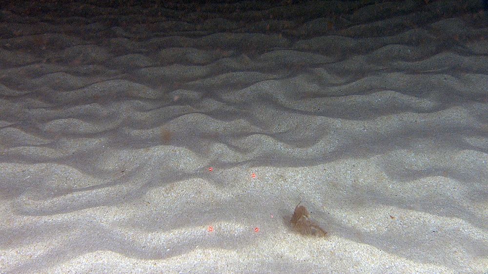 Sand ripples, 5 cm high. On a seabed like this, with migrating sand ripples, there is no solid ground for the fauna to stick to. A hydrozoan is captured in the current, rolling along the seabed. The distance between the red laser dots is 10 cm.