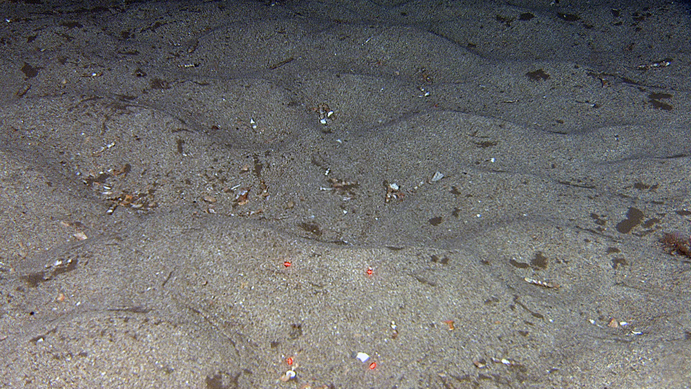 Close-up of 10 cm high current ripples migrating towards the lower left. Here the current is low enough to allow animals to settle on the seafloor. Red laser dots are 10 cm apart.