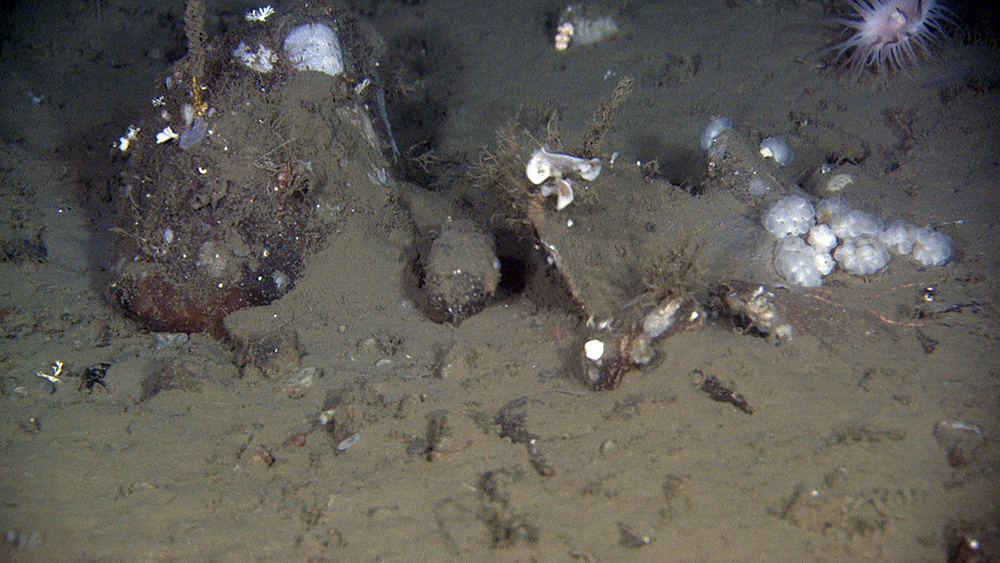 Coarse sediments like gravel, cobbles and boulders are often found within the mud. These sediments were either deposited right after the ice front retreated from the area approximately 15 000 years ago, or by drifting icebergs. The icebergs included frozen gravel, cobbles and boulders that eventually melted and were dropped to the seafloor. Since then, only a thin layer of fine-grained sediments have been deposited on top. The image is taken at 250 m water depth. The image is c.150 cm wide. 