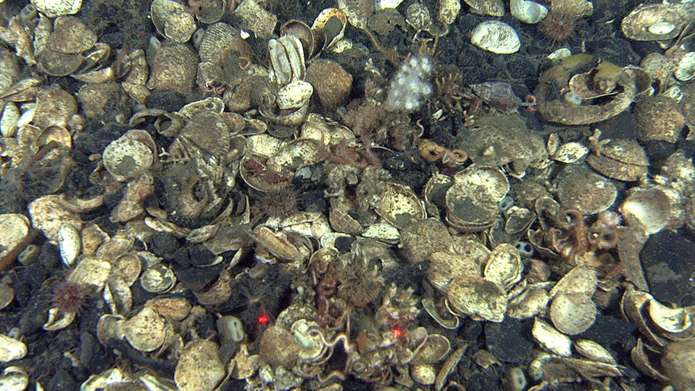 Shells and shell fragments cover large areas of seafloor shallower that 100 m depth. We can also observe living organisms like brittle stars. The image is taken at 90 meters depth. Red dots are 10 cm apart. 