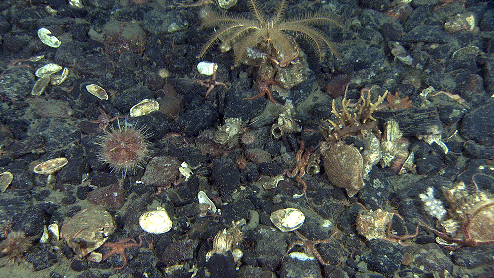 Gravel deposit at about 100 meters depth. No fine-grained sediments are deposited due to the strong current. The image is 100 cm wide. 