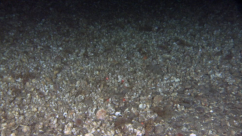 In some areas the sediments consist mainly of calcareous barnacle shells. Barnacles are a type of organism that can be found in sedimentary rocks back to the Carboniferous period ~350 million years ago. The image is taken at 70 meters depth and the laser dots are 10 cm apart. 