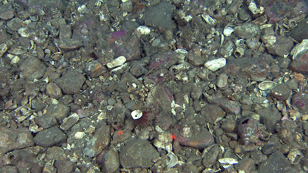 Gravel and cobbles with shell fragments at about 60 m water depth. The high density of shell fragments is typical for environments with strong bottom currents. Many of the coarse particles are well rounded. This implies that they have been transported and rolled in the high energy environment.  The purple colour on some of the cobbles is due to living algae indicating that sunlight reaches the seafloor at 60 m depth. The red laser dots are 10 cm apart. 