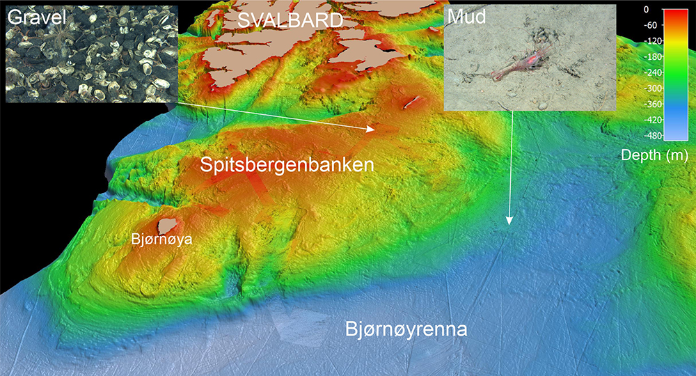 Southeast of Spitsbergenbanken lies Bjørnøyrenna, with water depths down to 450 m. Moving towards northwest, the water depth decreases to 20 m on the shallower areas of the bank. Muddy sediments (mud or sandy mud) dominate the deeper areas, but we may also find coarser sediments such as gravel and cobbles. Towards the top of the bank the sediments gradually become coarser, consisting mostly of gravel, cobbles and boulders
