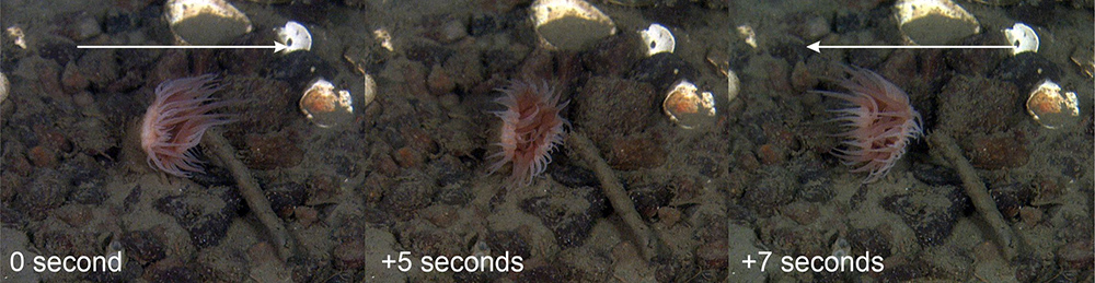 The tentacles of the anemone follow the wave direction, changing directions every few seconds. Even at 150 m depth, the effect of weather and waves at the sea surface can be observed.