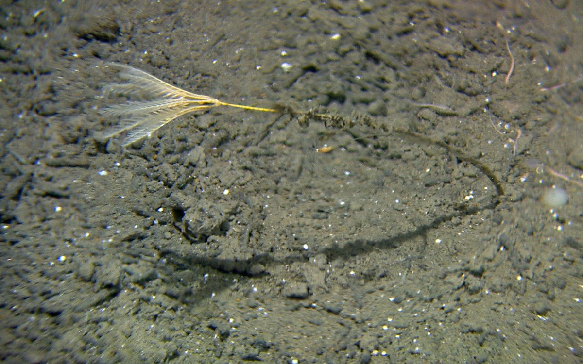 Stalked Crinoid R199