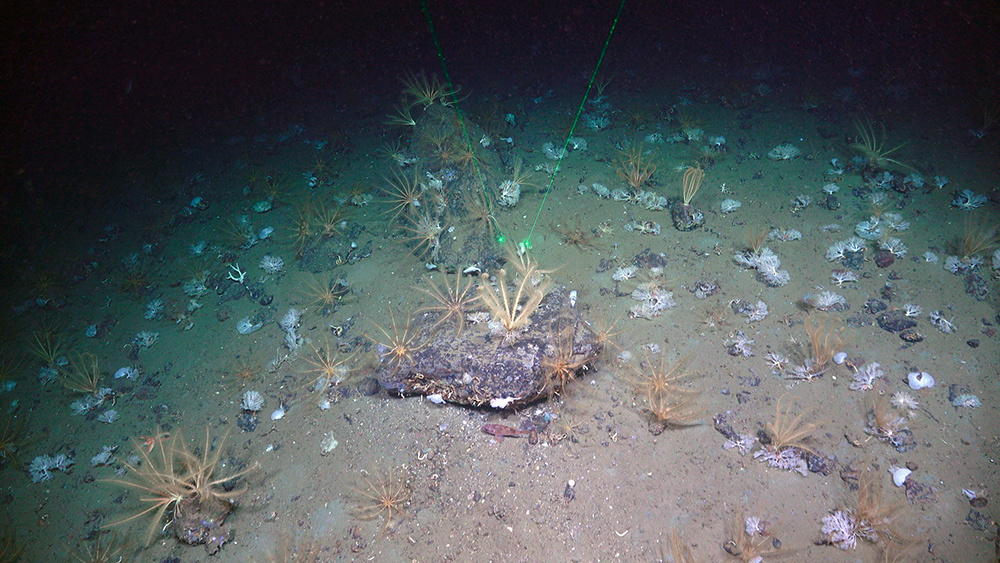 Mixture on the seafloor