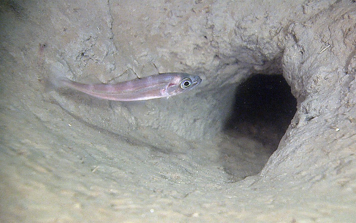 En øyepål (Trisopterus esmarkii)