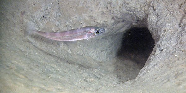 En øyepål (Trisopterus esmarkii)