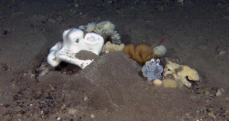 Biologisk mangfold på havbunnen