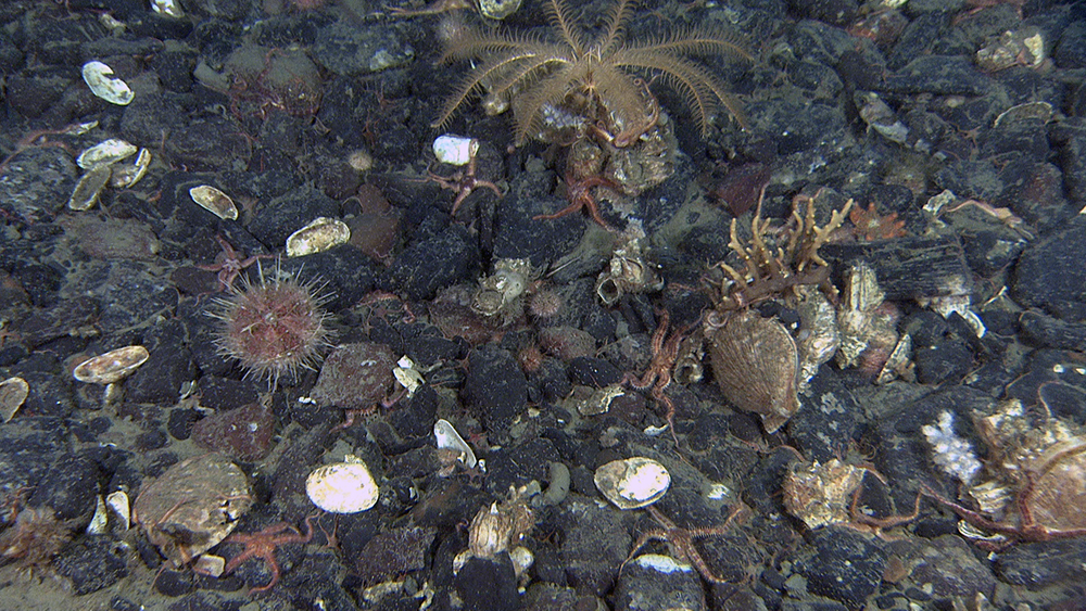 Grusavsetning på rundt 100 meters vanndyp. Her er bunnstrømmene så sterke at finkornete sediment vaskes bort. Bildet dekker cirka 50 centimeter av bunnen.