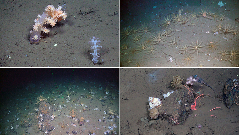 Examples of various characteristic fauna in different environments.