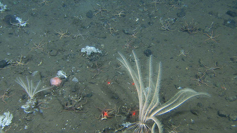 havbunn med organismer
