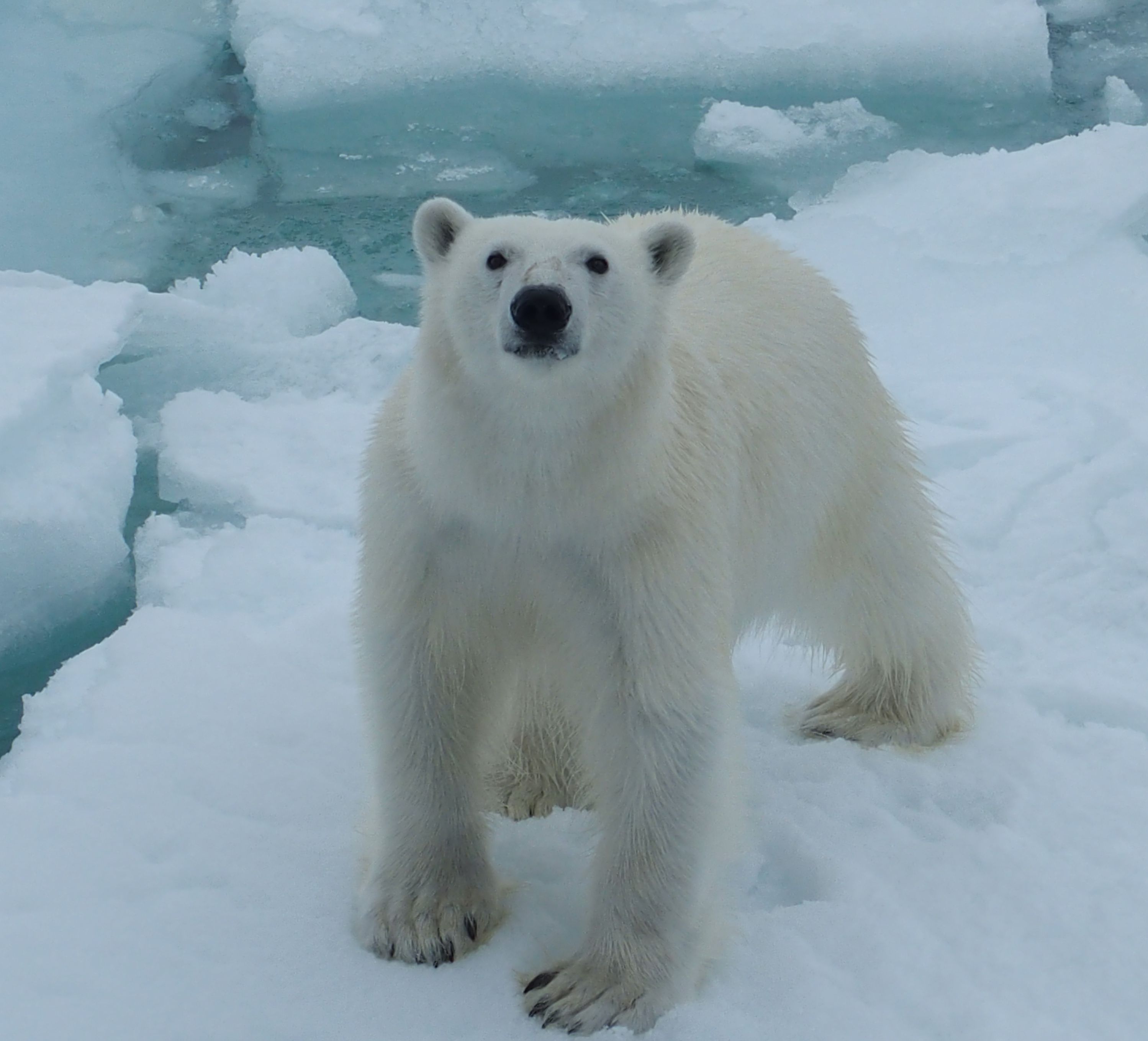 polar bear, outdoor, ice