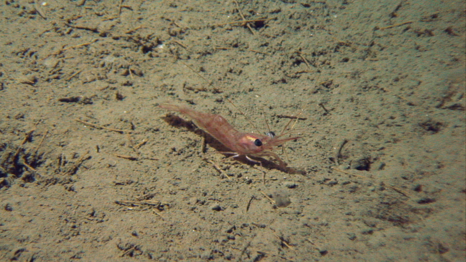shrimp on sand seabed