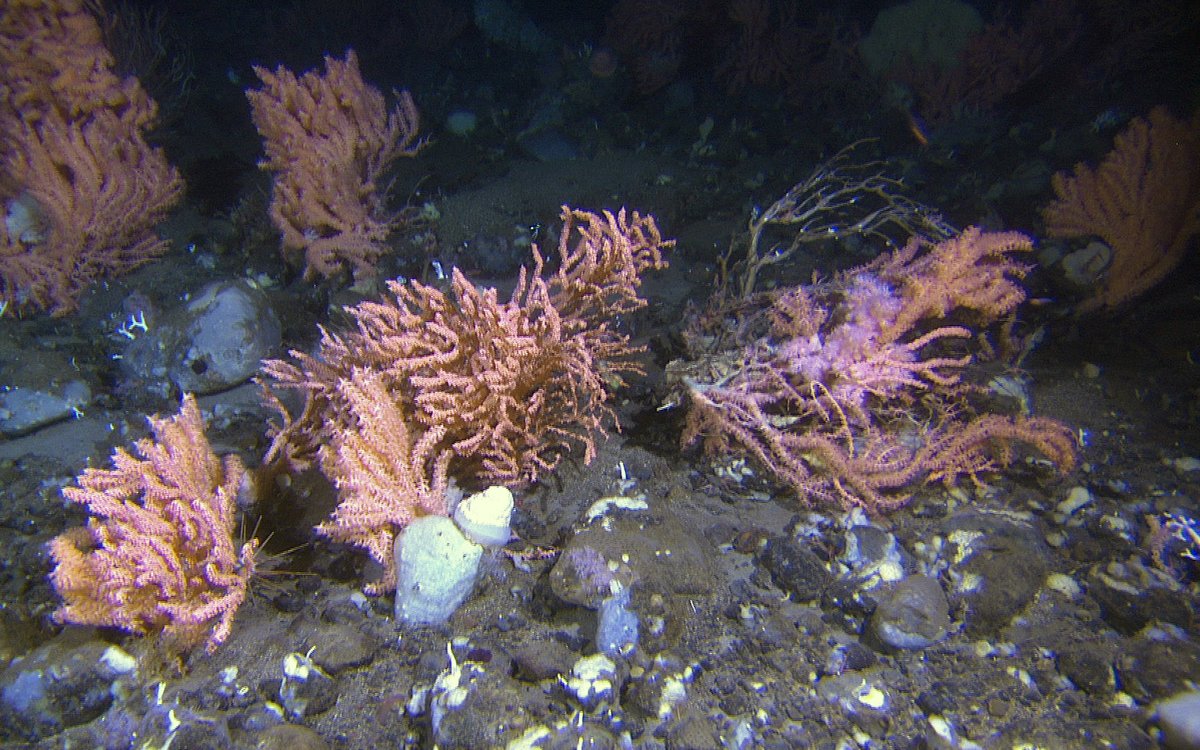 Hardbunns korallskog med risengrynkorall