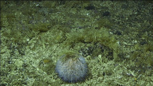 Sea urchin