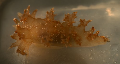 A nudibranch