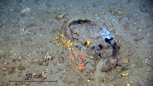 Large areas of carbonate crust found at pockmarked seafloor off mid ...