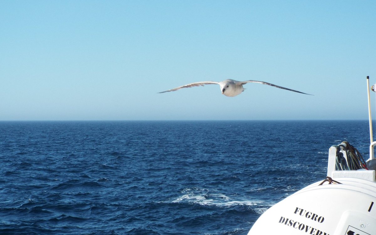 Ein måke kjem flygande rett i mot, havet i horisonten. Foto.