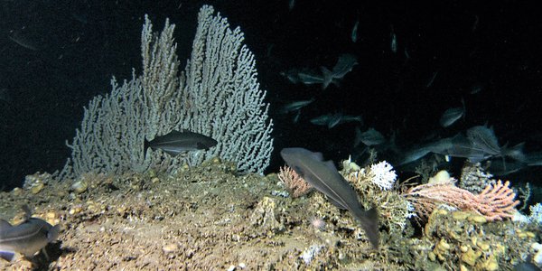 Primnoa Lophelia sei Sklinnab justert R2293