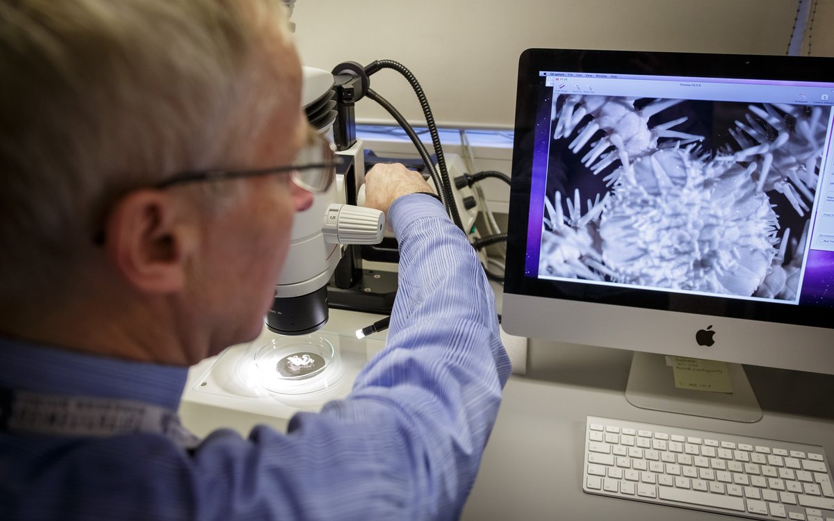 Bilete av Arne Hassel som ser på ei slangestjerne i eit mikroskop.