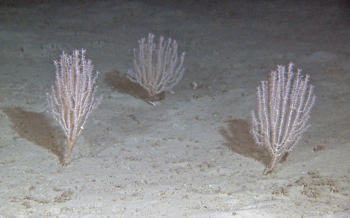 Bildet viser bambuskoraller av arten Isidella lofotensis