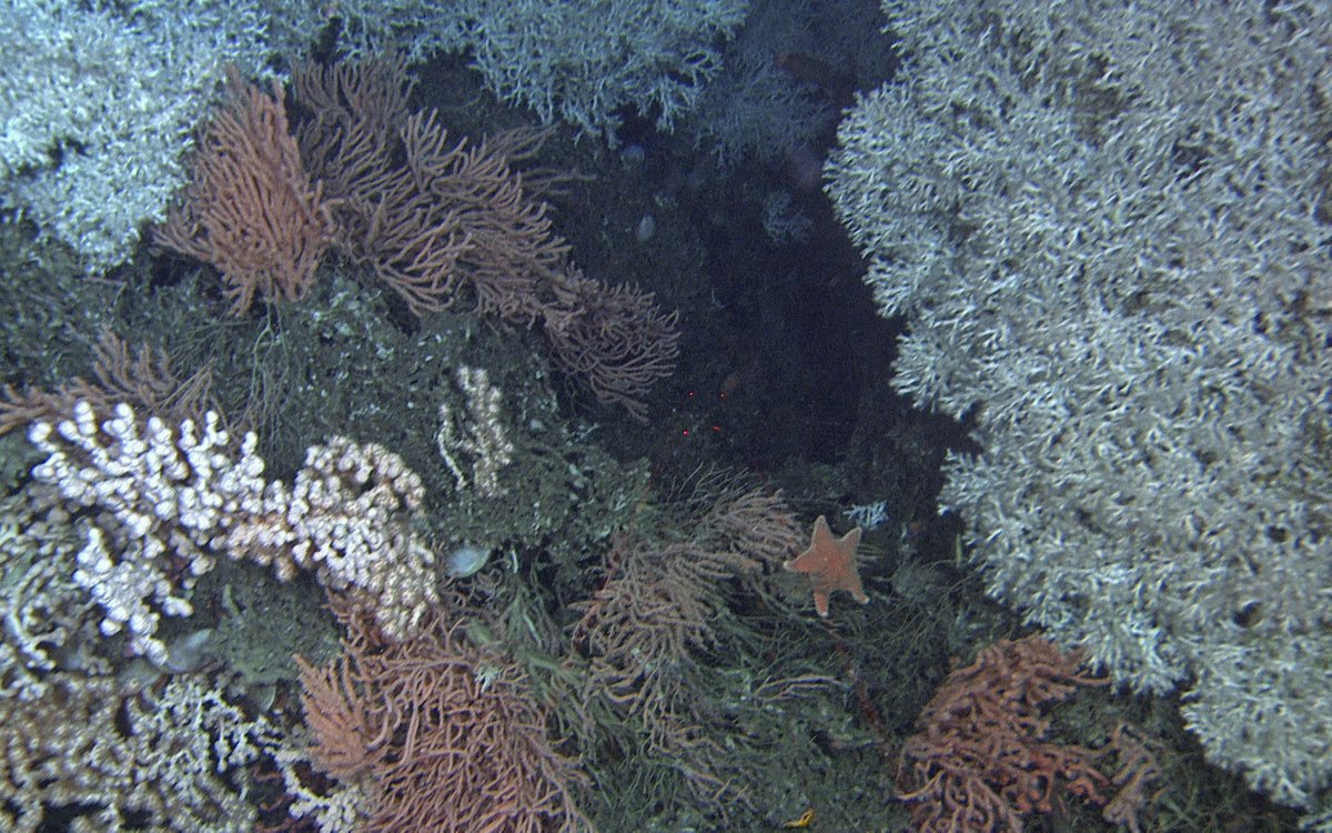 Bildet viser korallrev og en sjøstjerne