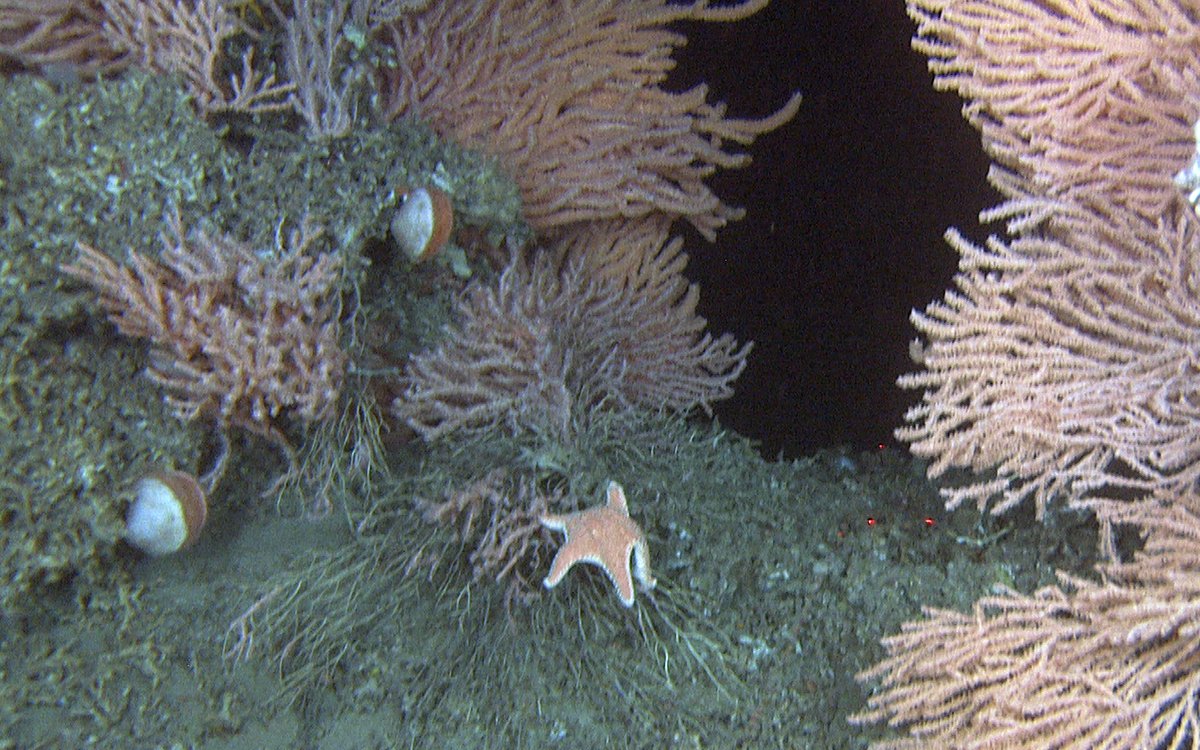 Bildet viser risengrynkorall, reirskjell og en sjøstjerne