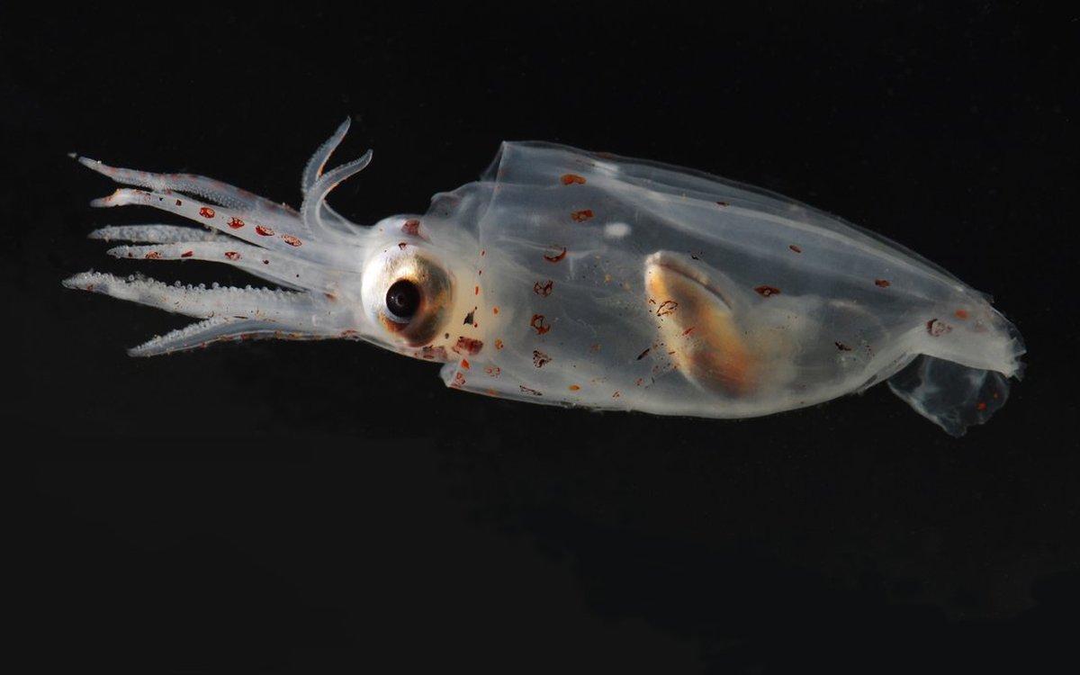 Nærbilde av Gonatus som er en gruppe blekksprutarter. Foto: Cecilie Thorsen Broms / HI 