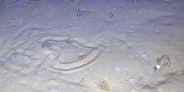 Bildet viser et spor i sanden på havbunnen fra en kråkebolle i formen av et hjerte
