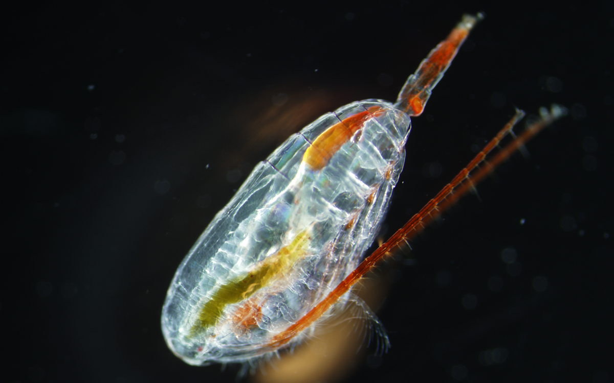 Dyreplanktonet ishavsåte. Foto: Allison Bailey / Norsk Polarinstitutt 